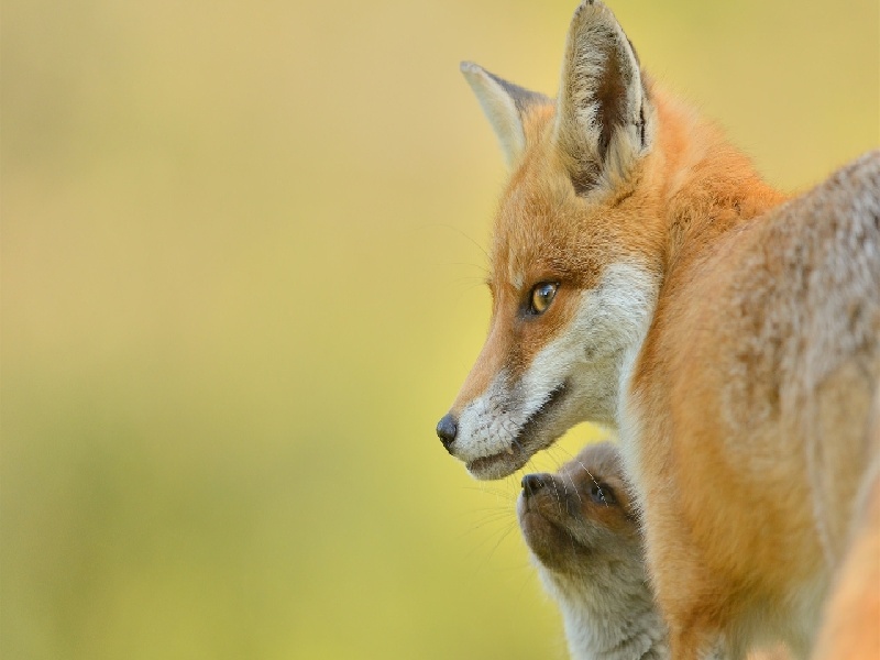 杨女士成功案例